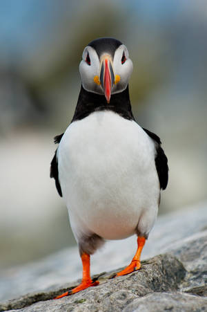 A Puffin Bird Perched Atop A Rocky Ocean Shoreline Wallpaper