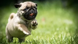 A Pup With A Pugnacious Personality Wallpaper