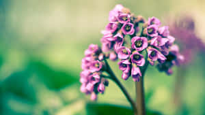 A Purple Flower With A Blurry Background Wallpaper