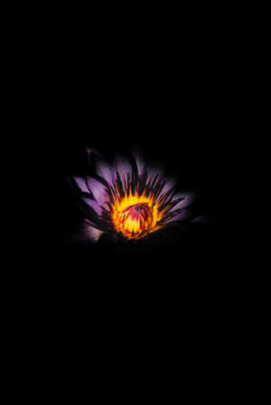 A Purple Lotus Flower In The Dark Wallpaper