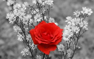 A Radiant Red Rose Amidst White Flowers Wallpaper