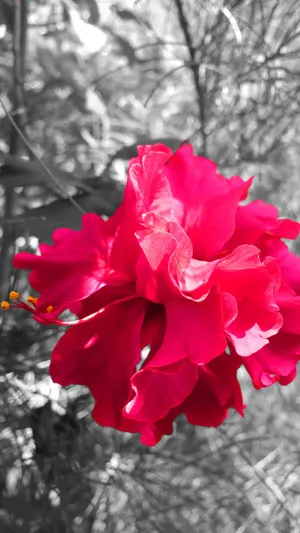 A Red Flower In A Bush Wallpaper