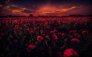 A Red Poppy Field In An Aesthetic Setting Wallpaper