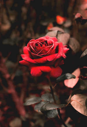 A Red Rose Is In The Middle Of A Forest Wallpaper