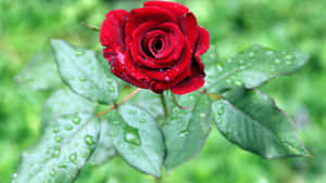 A Red Rose With Water Droplets On It Wallpaper