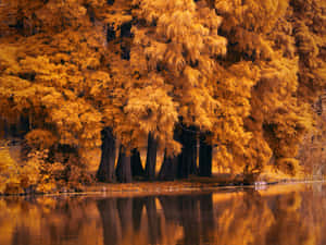 A River With Trees Wallpaper