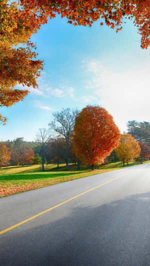 A Road With Trees In The Fall Wallpaper