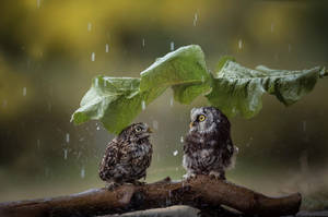 A Romantic Shower - Couple In Rain Wallpaper