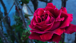 A Rose Bud Dressed In Pink Petals Wallpaper