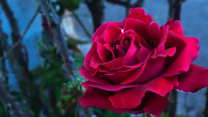 A Rose Bud Dressed In Pink Petals Wallpaper