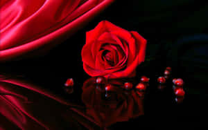 A Rose In Full Bloom Wallpaper