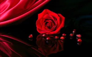 A Rose In Full Bloom Wallpaper