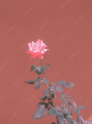 A Roses Bouquet Against A Glowing Lavender Background Wallpaper