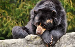 A Sad Bear Lying On The Floor Wallpaper