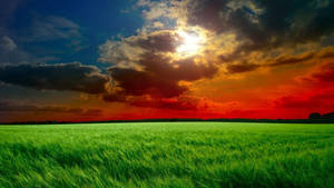 A Sea Of Green Grass In A Beautiful Red Sky Wallpaper