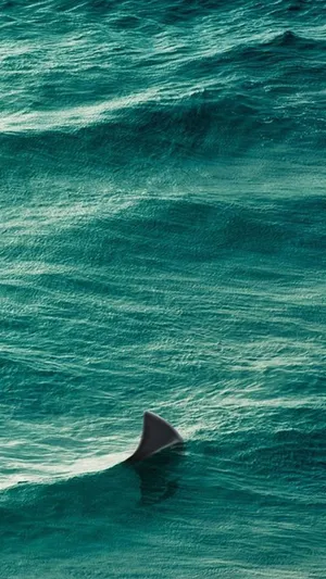 A Shark Is Swimming In The Ocean Wallpaper