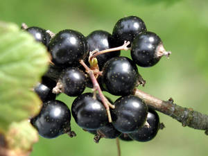 A Shining Blackcurrant Wallpaper