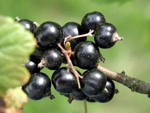 A Shining Blackcurrant Wallpaper