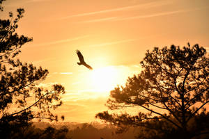 A Silhouetted Bird In The Beautiful Colors Of A Sunset Wallpaper