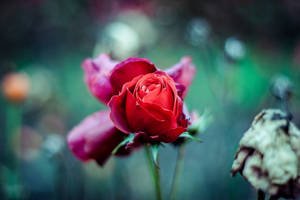 A Single Red Rose With Green Foliage Wallpaper