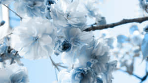 A Single Stunning Blue Flower On A Bright Green Background Wallpaper
