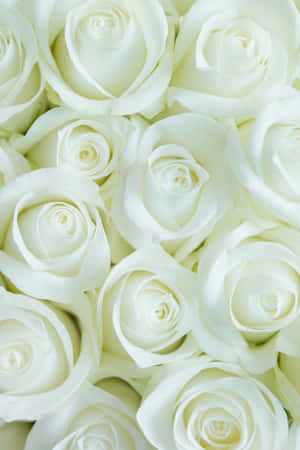 A Single White Rose Blooming Among The Greenery Wallpaper