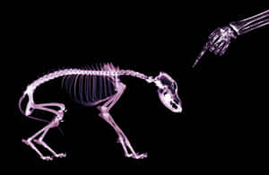 A Skeleton Of A Dog Is Being Held By A Hand Wallpaper