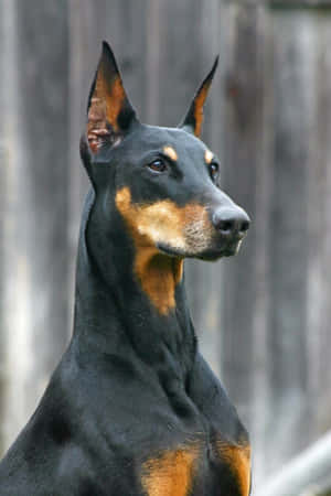 A Sleek, Powerful And Loyal Companion, The Doberman Wallpaper