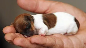 A Small White And Brown Puppy Is Being Held In A Person's Hand Wallpaper