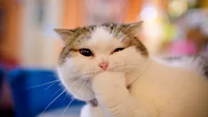 A Smiles Is Contagious, Let This Little Cute Animal Make Your Day. Wallpaper