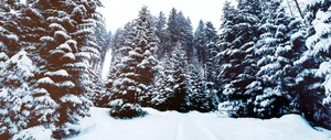 A Snow Covered Path Wallpaper