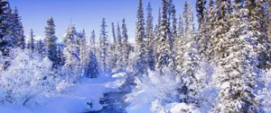 A Snowy Winter Landscape Wallpaper
