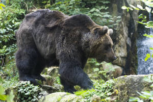 A Solitary Brown Bear Strolling Across The Tundra Wallpaper