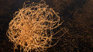 A Solitary Tumbleweed Traversing The Arid Desert Landscape Wallpaper