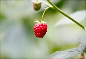 A Solo Hanging Raspberries Wallpaper