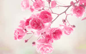 A Springtime Of Soft Pink Blossoms Wallpaper