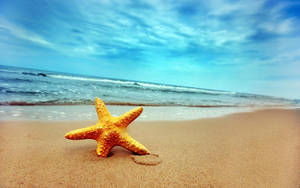 A Starfish Living In Its Underwater Home Wallpaper