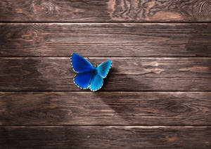 A Stunning Blue Butterfly Resting Upon A Wooden Branch Wallpaper