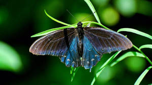 A Stunning Blue Swallowtail Butterfly Wallpaper