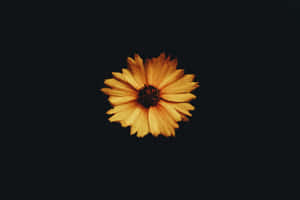 A Stunning Dark Sunflower In All Its Glory. Wallpaper