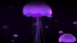 A Stunning Image Of A Beautiful 4k Jellyfish Wallpaper