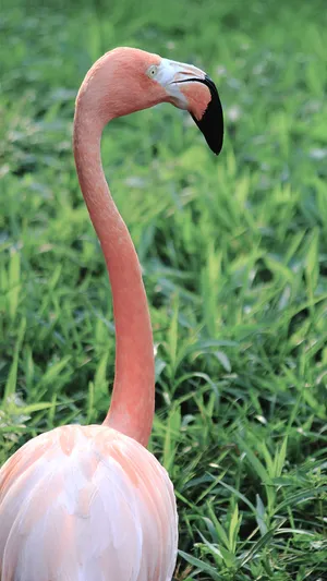 A Stunning Iphone Image Of Vibrant Pink Flamingo Wallpaper