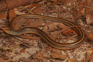 A Stunning Mimic Glass Lizard On Autumn Leaves Wallpaper