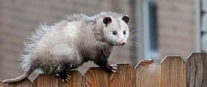 A Stunning Nighttime Portrait Of An Opossum Wallpaper