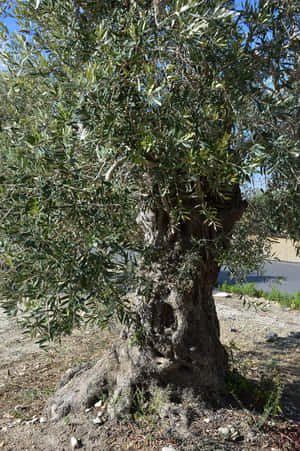 A Stunning Olive Tree In Nature Wallpaper