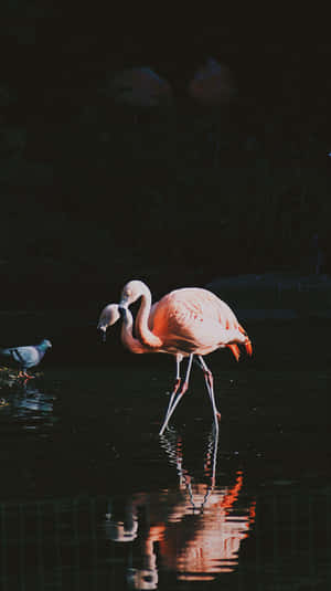 A Stunning Pink Flamingo Photographed On An Iphone Wallpaper