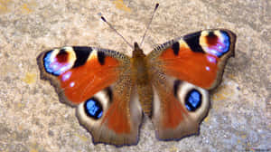 A Stunning Red Butterfly Displaying Its Vibrant Colors Wallpaper