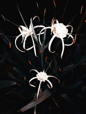 A Stunning View Of Sulawesi's Landscapes Wallpaper