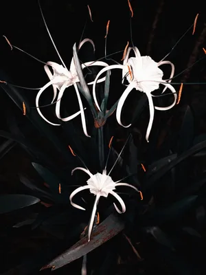 A Stunning View Of Sulawesi's Landscapes Wallpaper