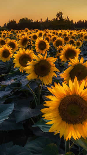 A Sunflower Illuminated In The Dark Wallpaper